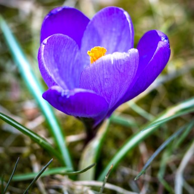 ersterfruehlingsboteoklf