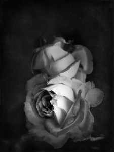 Dark_rose